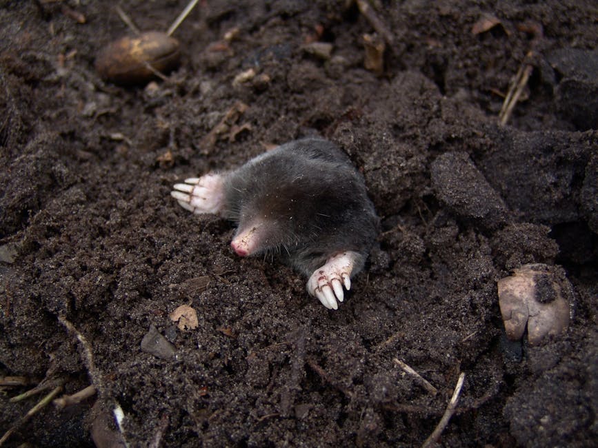 Mollen in de tuin: diervriendelijk verjagen zonder vergif